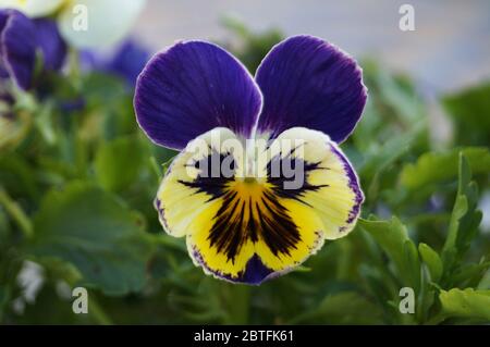 Violets with burgundy, red, yellow, white and lilac petals in green foliage on a spring flower bed Stock Photo