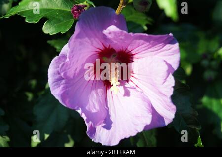 Hibiscus flower with delicate purple petals and a white center on a bush with green leaves