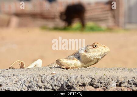 A chameleon sitting on the wall waiting to eat Stock Photo