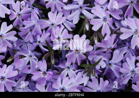 Purple carnation flowers with delicate petals in a clearing on a sunny spring day. Stock Photo