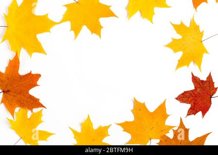 Nice border made from color falling maple leaves Stock Photo
