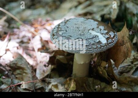 Amanita mushroom with a brown hat in a white dot and a white leg grows in the grass in the forest