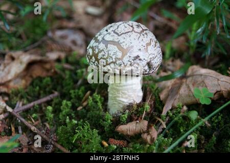 Amanita mushroom with a brown hat in a white dot and a white leg grows in the grass in the forest Stock Photo
