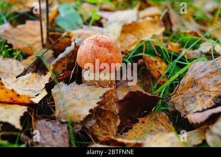Mushroom boletus with a red hat and a white leg grows in the grass in fallen leaves on an autumn day Stock Photo