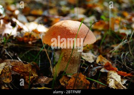 Mushroom boletus with a red hat and a white leg grows in the grass in fallen leaves on an autumn day Stock Photo