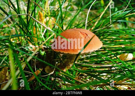 Mushroom boletus with a red hat and a white leg grows in the grass in fallen leaves on an autumn day Stock Photo