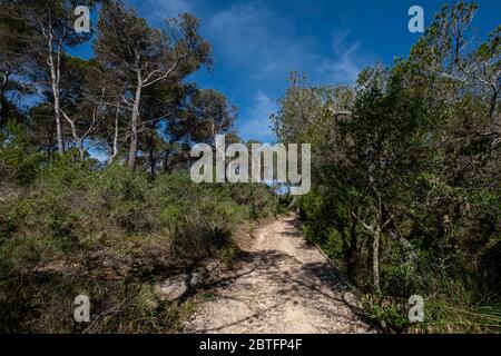 Punta De Ses Gatoves route, Mondragó Natural Park, Santanyí municipal area, Mallorca, Balearic Islands, Spain. Stock Photo