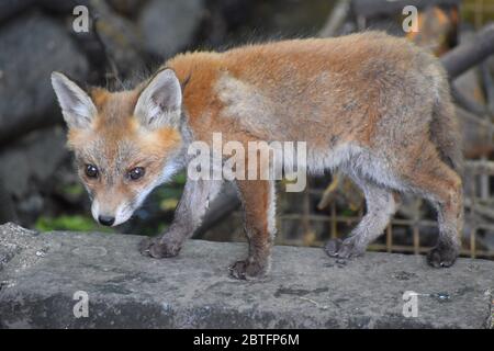 Fox pup is born unable to see hear walk Mother cares of them father hunts to bring food for the family By May cubs can be seen playing around the den Stock Photo