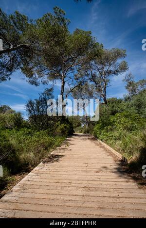 Punta De Ses Gatoves route, Mondragó Natural Park, Santanyí municipal area, Mallorca, Balearic Islands, Spain. Stock Photo