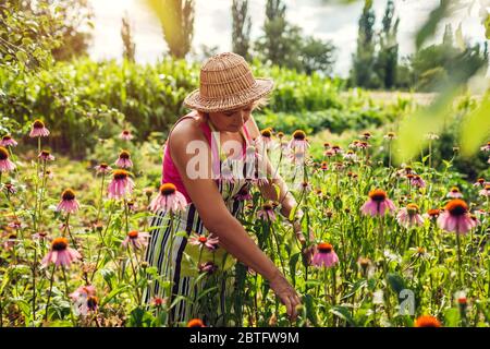 Senior woman gathering flowers in garden. Elderly woman taking care of Echinacea or coneflower. Summer gardening Stock Photo