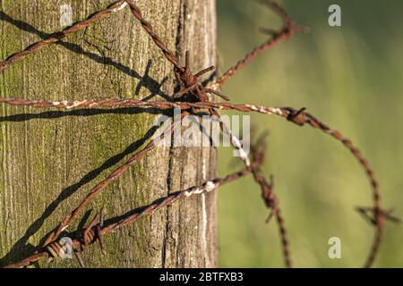 Close-up of old rusty barbed wire on a wooden pole in the sunlight. Stock Photo