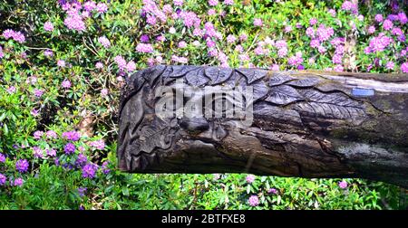 A face carved into a dead, fallen tree in Heaton Park, Manchester, England, uk. Stock Photo