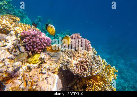 Tropical Fish on coral reef in Ras Mohammed national park, Egypt Stock Photo