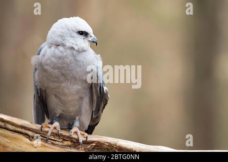 A Mississippi Kite on a branch Stock Photo