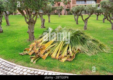 Palm branches leaves trimmed by a gardener, cleaning and cutting palm trees. Lying on a grassy lawn. Stock Photo