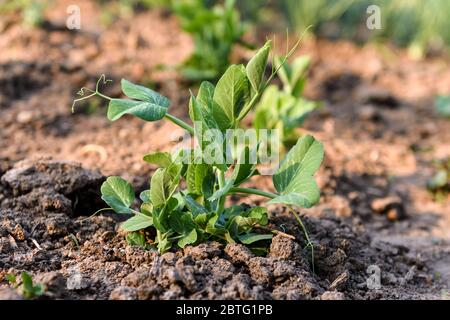 A young plant of green peas in the garden of early spring. Stock Photo