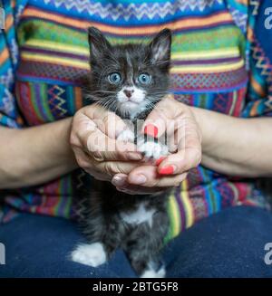 Black kitten with stripes in the hands of a woman. Stock Photo