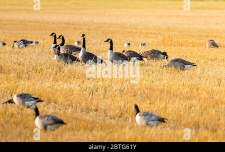 Flock of wild Geese feeding on harvested corn field. Small flock, sunny day at swedish countryside Stock Photo