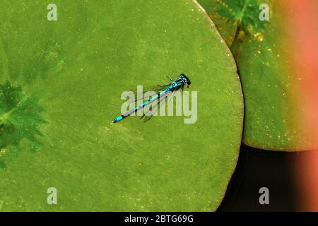 Male Azure Damselfly, Coenagrion puella sitting on a water lily leaf in a garden pond in Hampshire during May, England, UK Stock Photo