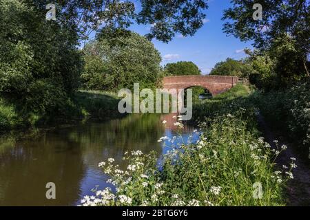 Scenic view towards a bridge over the Kennet and Avon Canal overgrown with abundant green vegetation during Spring 2020, Wiltshire, England, UK Stock Photo