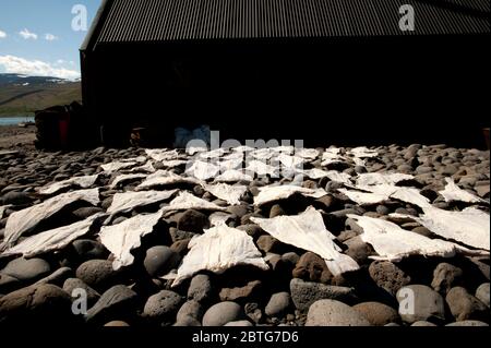 dry fish from iceland Stock Photo