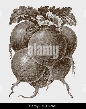 Group or bunch of red radishes, after a historical engraving from the early 20th century Stock Vector