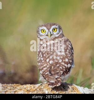 Young Little owl, Athene noctua, stands on a stone with his head turned and looks at the camera. Stock Photo