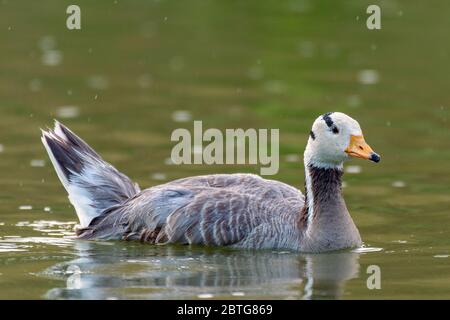 Bar-headed goose, Anser indicus, single bird swims on the lake.