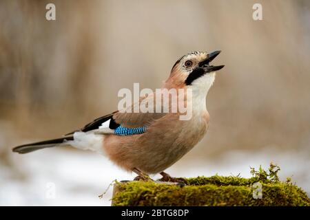 Eurasian jay on the winter bird feeder with seeds in beak. Stock Photo