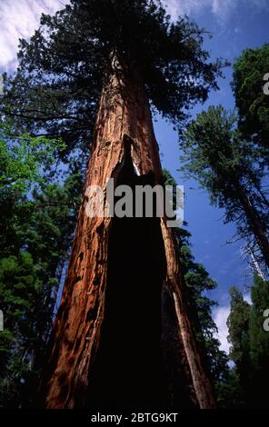 Agassiz Tree, Calaveras Big Trees State Park, California Stock Photo