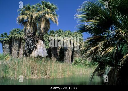 Thousand Palms Oasis, Coachella Valley Preserve, California Stock Photo