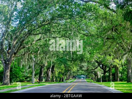 A tree-lined road enters Biloxi National Cemetery, May 23, 2020, in Biloxi, Mississippi. Stock Photo