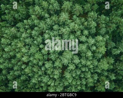 Green pine forest top down image Stock Photo
