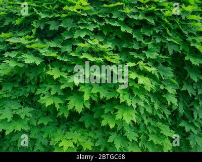 Dense maple green foliage as background in springtime as a background Stock Photo