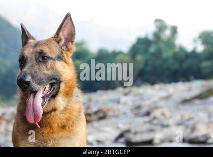 Cute German shepherd dog making puppy face and looking at somewhere standing in front of the sea Stock Photo