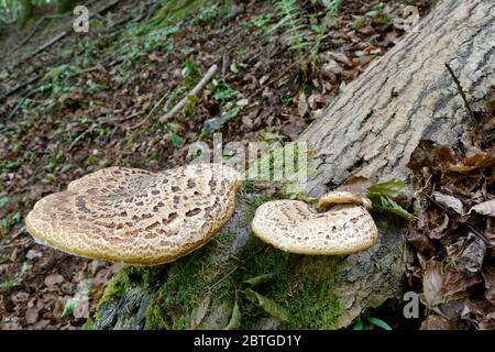 Dryad's Saddle - Polyporus squamosus  Two Large Bracket Fungi in steep Cotswold woodland habitat Stock Photo
