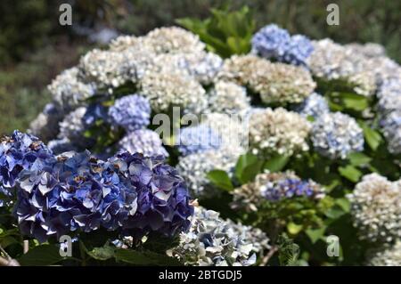 Close-up of some hydrangea bushes with flowers in pastel colors and space for text and copy space by blur background image Stock Photo