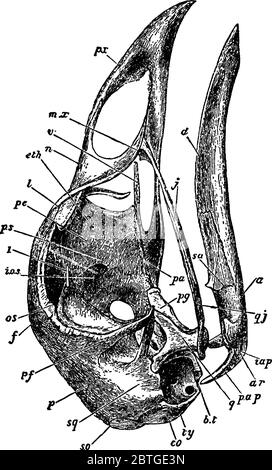 The skull of an adult fowl, where the temporal fossa is bridged over by the junction of the post-frontal and squamosal processes, vintage line drawing Stock Vector