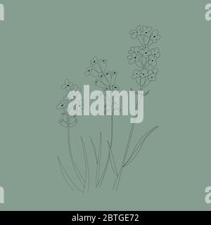 Vector illustration of lavender flowers in doodle style Stock Vector