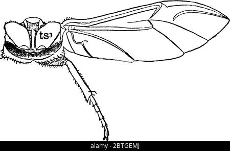 May Beetle is red-brown beetle having shiny wing covers, also known as June Bug. This figure represent Metathorax of May Beetle, vintage line drawing Stock Vector