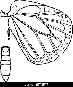 The body section of Monarch Butterfly after the head is called thorax ...