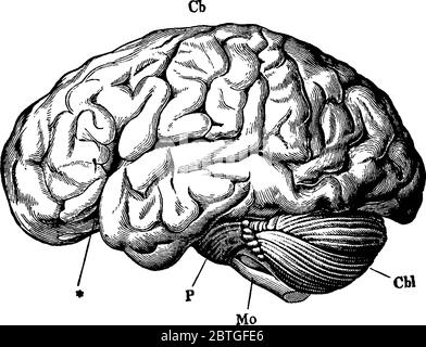 The Human Brain is the central organ of the human nervous system, the lower part of the brain is connected with spinal cord, vintage line drawing or e Stock Vector