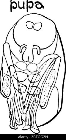 Horse Fly is the member of the genus Tabanus, having faint smoky spots on the wings. This figure represent Pupa of the Horse Fly, vintage line drawing Stock Vector