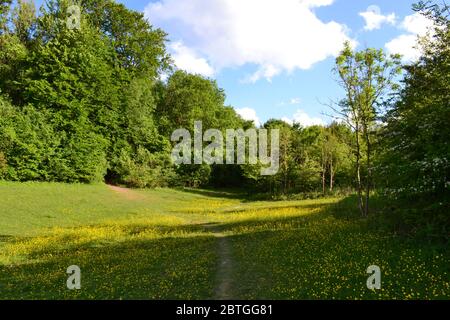 Late May in north west Kent, England. Andrews Wood, buttercups meadow by Pilots Wood, North Downs, chalk hills, near Orpington Stock Photo