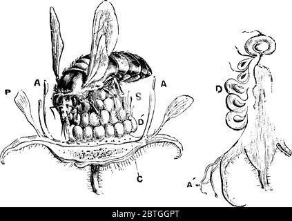 A bee sitted on a flower gathering nector from it, vintage line drawing or engraving illustration. Stock Vector