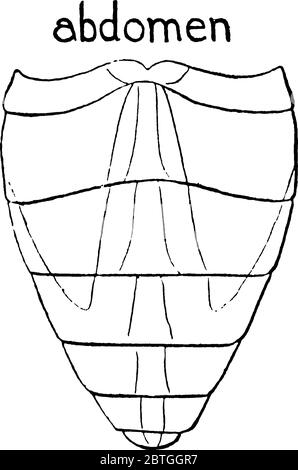 Horse Fly is the member of the genus Tabanus, having faint smoky spots on the wings. This figure represent Abdomen of the Horse Fly, vintage line draw Stock Vector