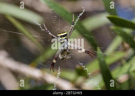 Saint Andrews Cross Spider with prey Stock Photo