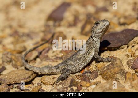 Mountain Dragon basking on stones Stock Photo