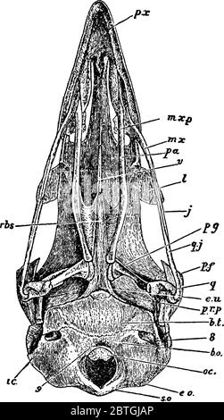 The skull of an adult fowl, with its parts labelled, vintage line drawing or engraving illustration. Stock Vector