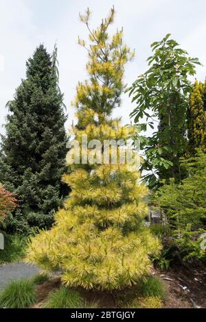 Pinus strobus 'Louie'. Stock Photo